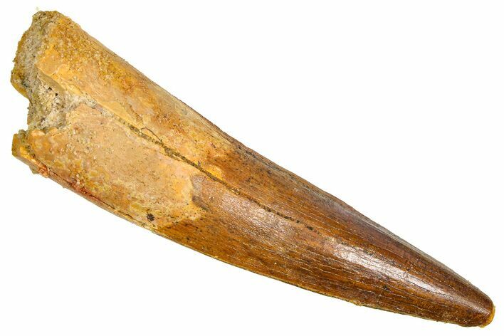 Fossil Spinosaurus Tooth - Real Dinosaur Tooth #380997